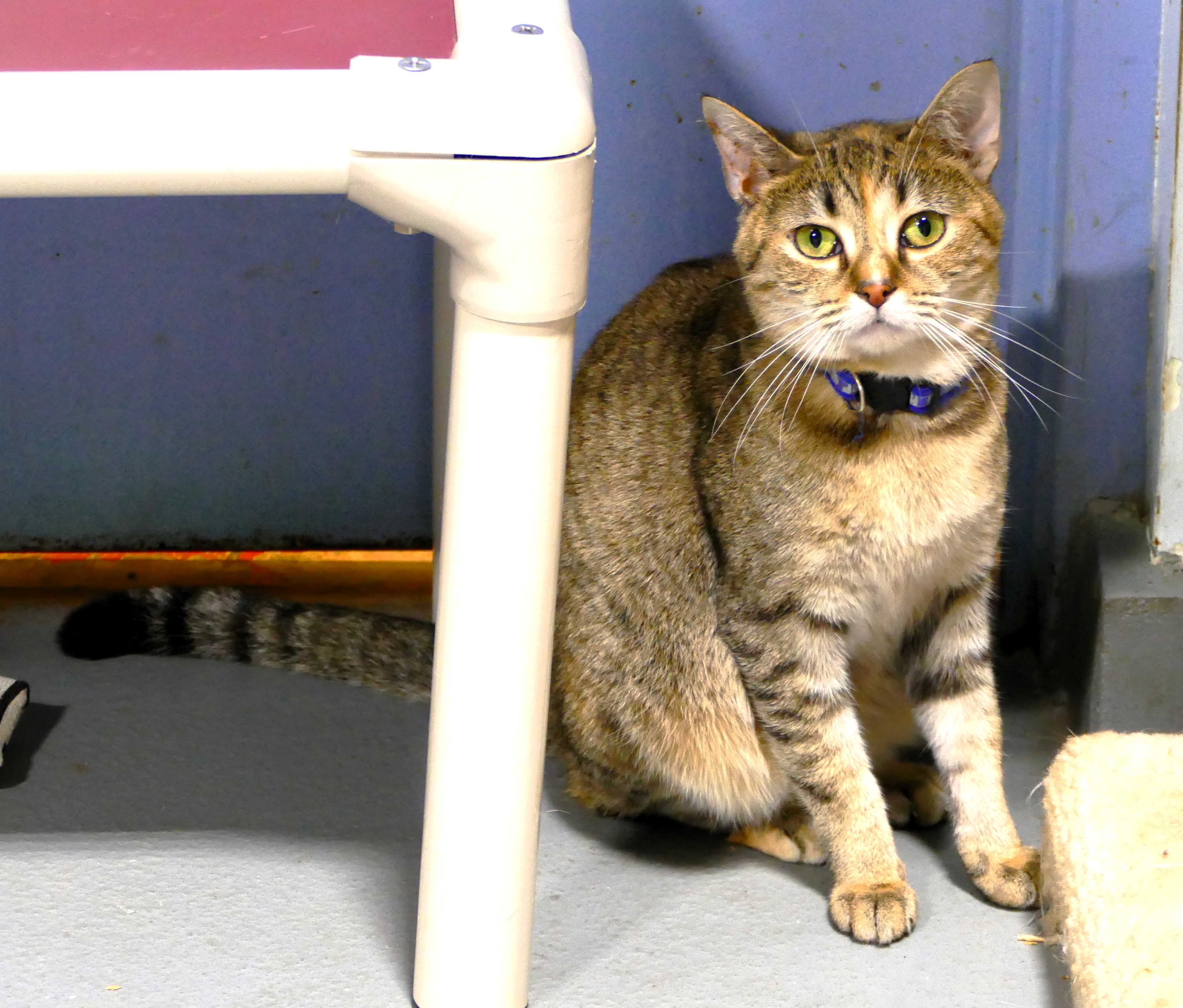 SMOOTHIE, a Adoptable mixed breed in Beechbottom, WV image 2/4