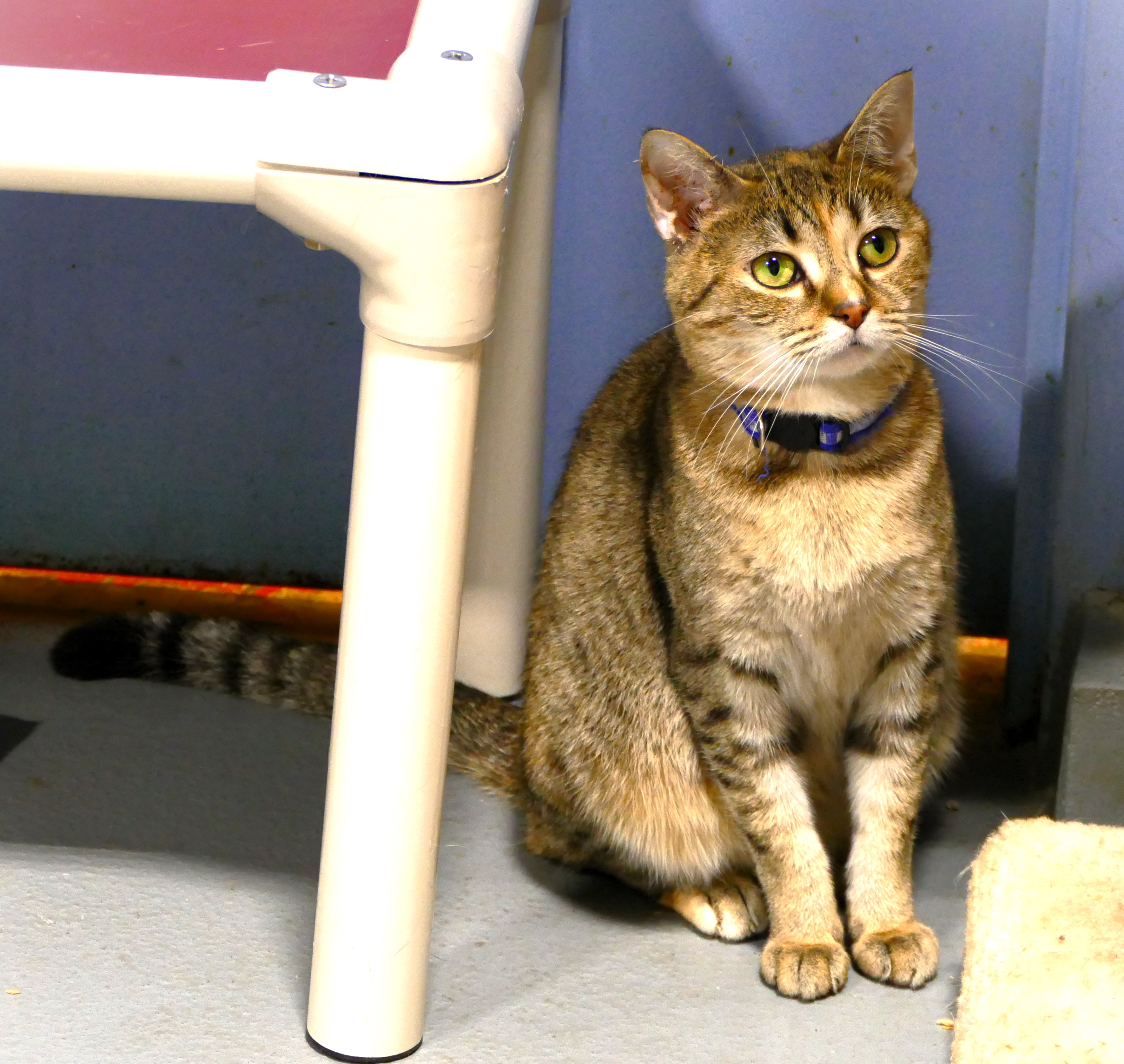 SMOOTHIE, a Adoptable mixed breed in Beechbottom, WV image 4/4