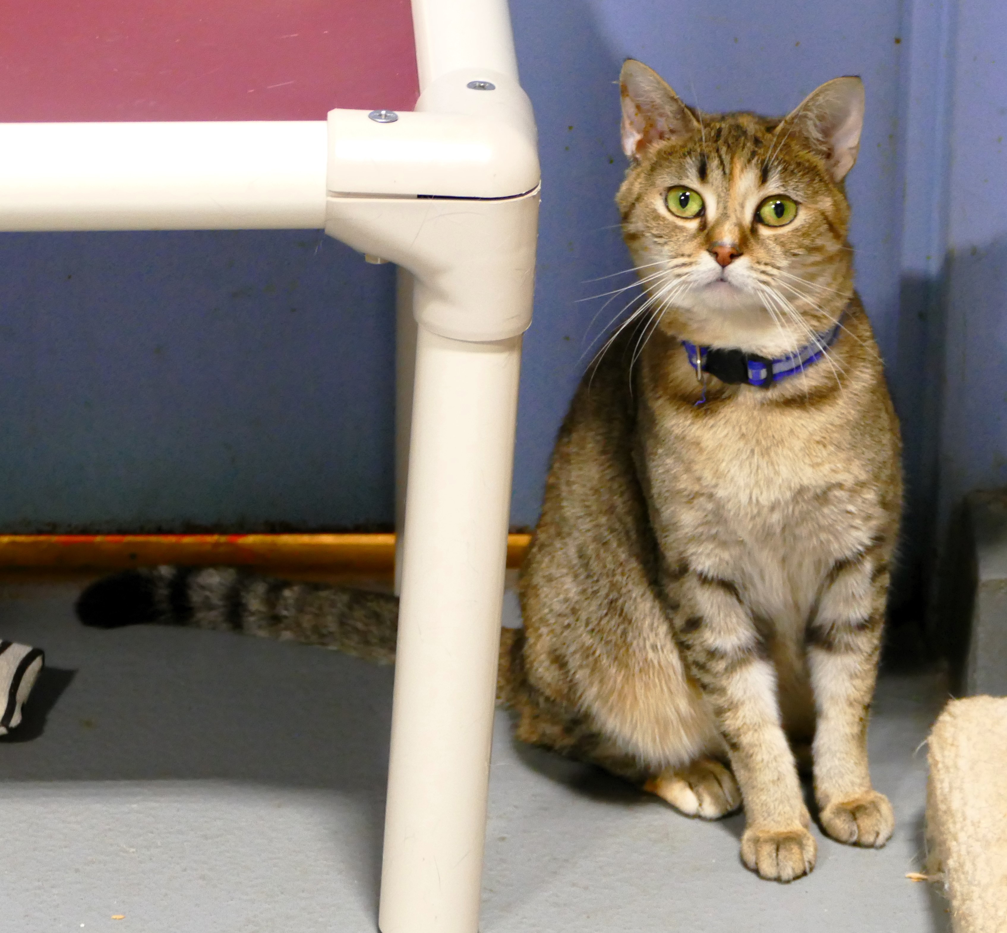 SMOOTHIE, a Adoptable mixed breed in Beechbottom, WV image 3/4