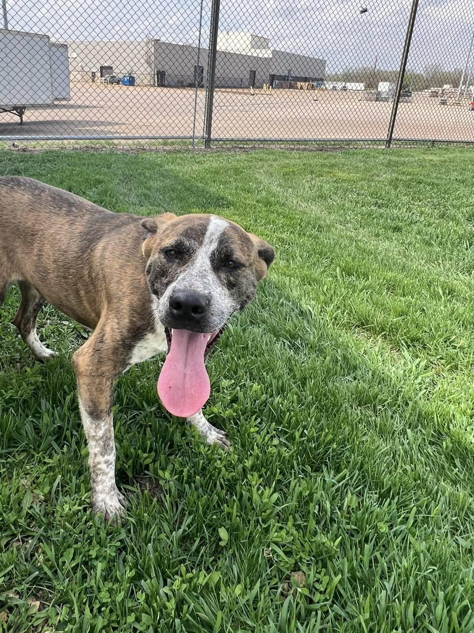 Wyatt, adopted, Adult Male Mixed Breed.