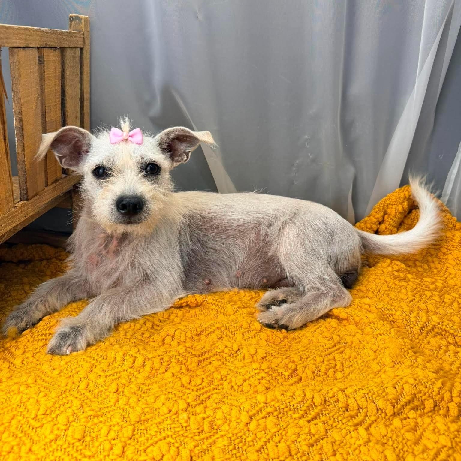 Enlarge Jaky, a Adoptable mixed breed in Southfield , MI image 4/5