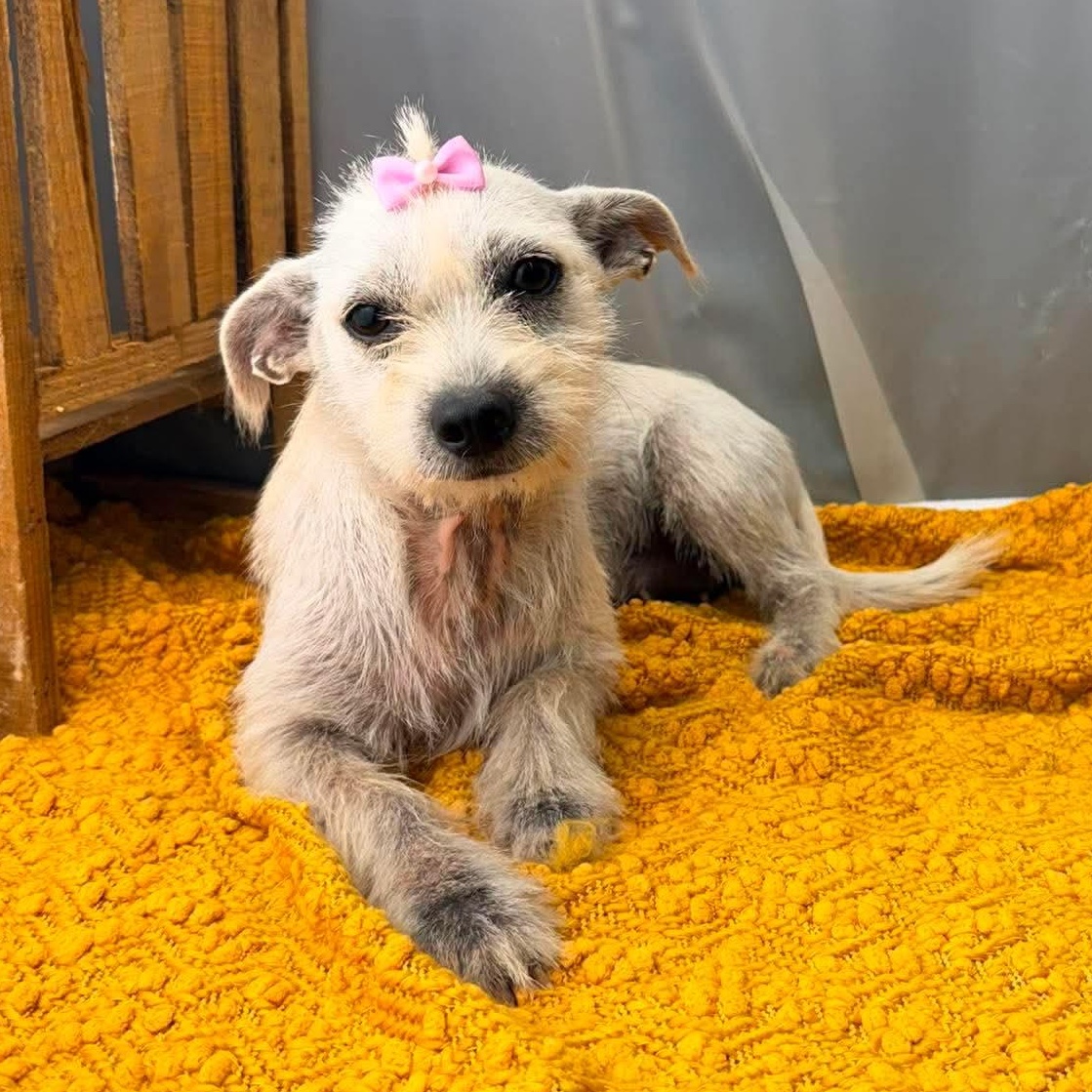 Enlarge Jaky, a Adoptable mixed breed in Southfield , MI image 2/5