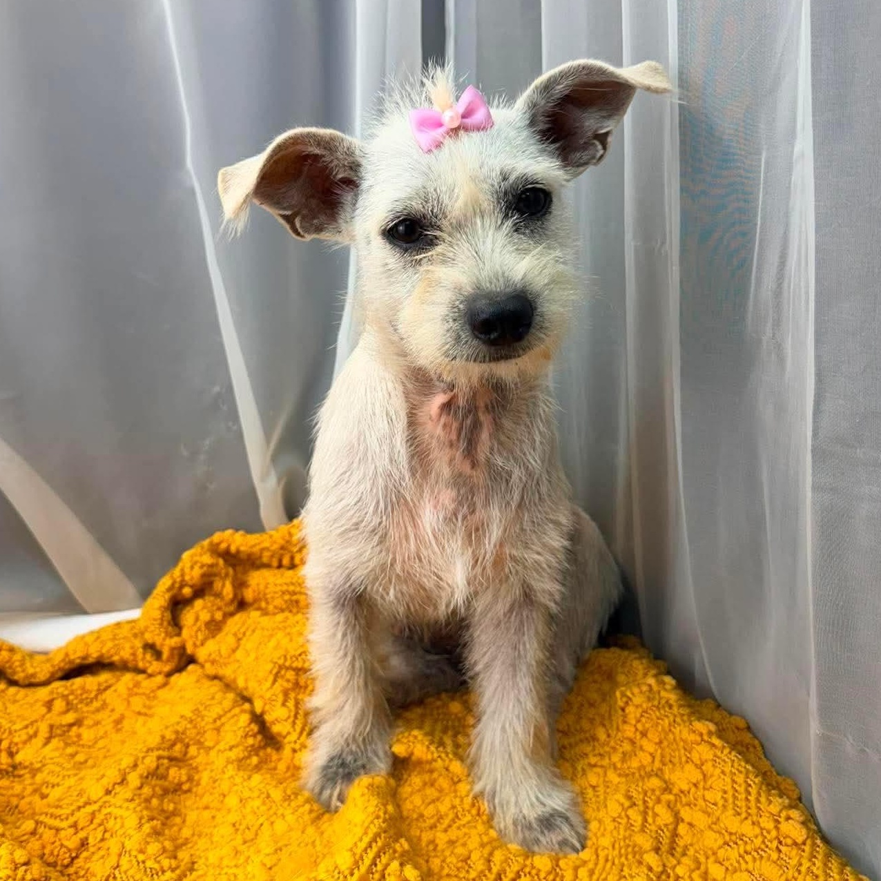 Jaky, Adoptable, Young Female Terrier.