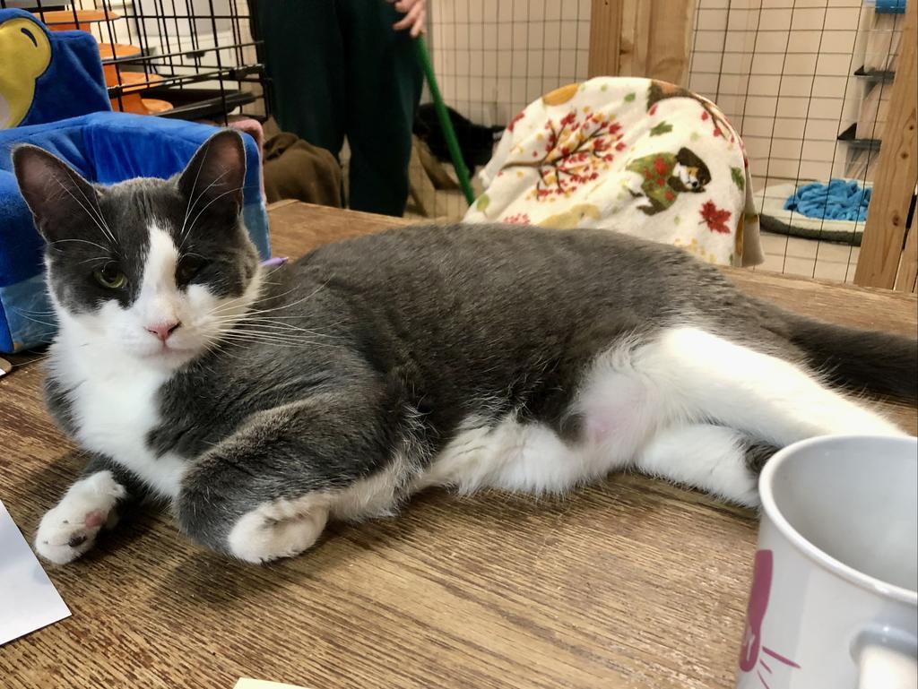 Pigeon K, Adoptable, Adult Male Domestic Short Hair.