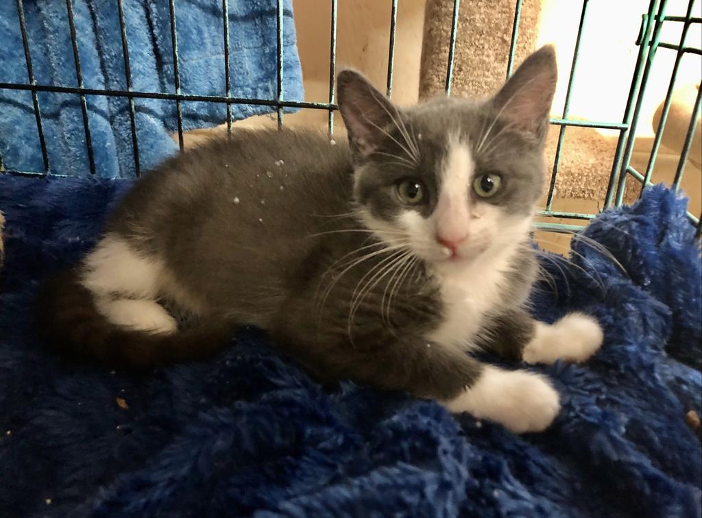 Enlarge Pigeon K, a Adoptable mixed breed in Sherwood, OR image 4/4