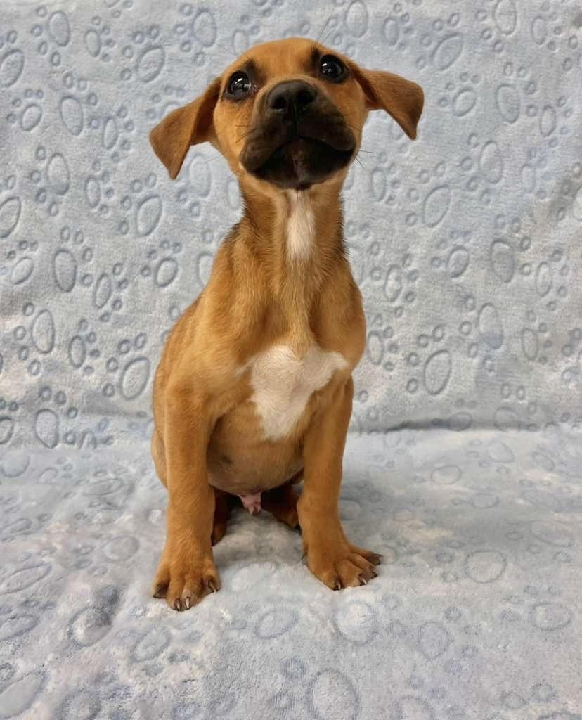 JIMMINY CRICKET, ADOPTABLE, Young Male Labrador Retriever.