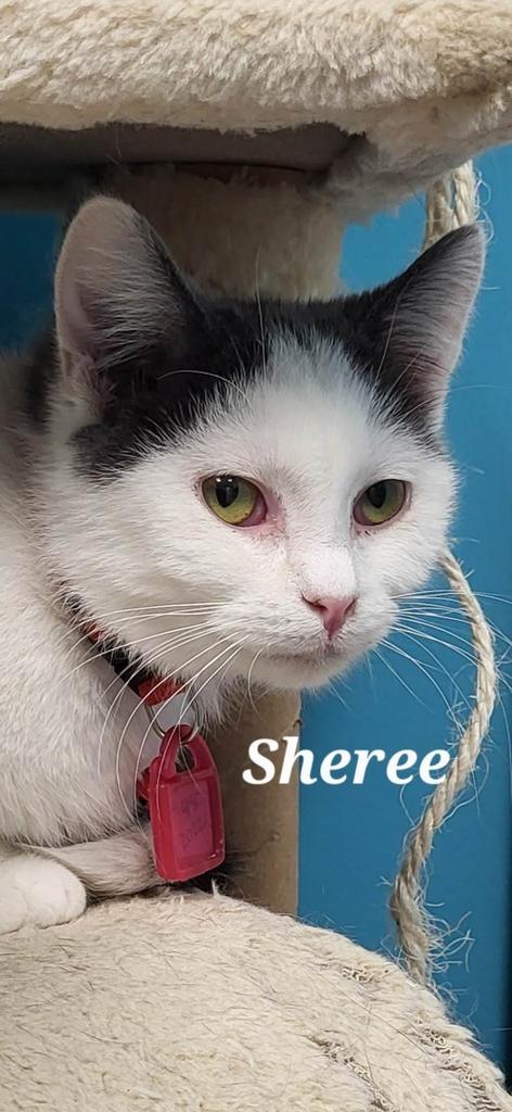 Enlarge Sheree, a Adoptable Domestic Short Hair in Kendallville, IN image 1/1