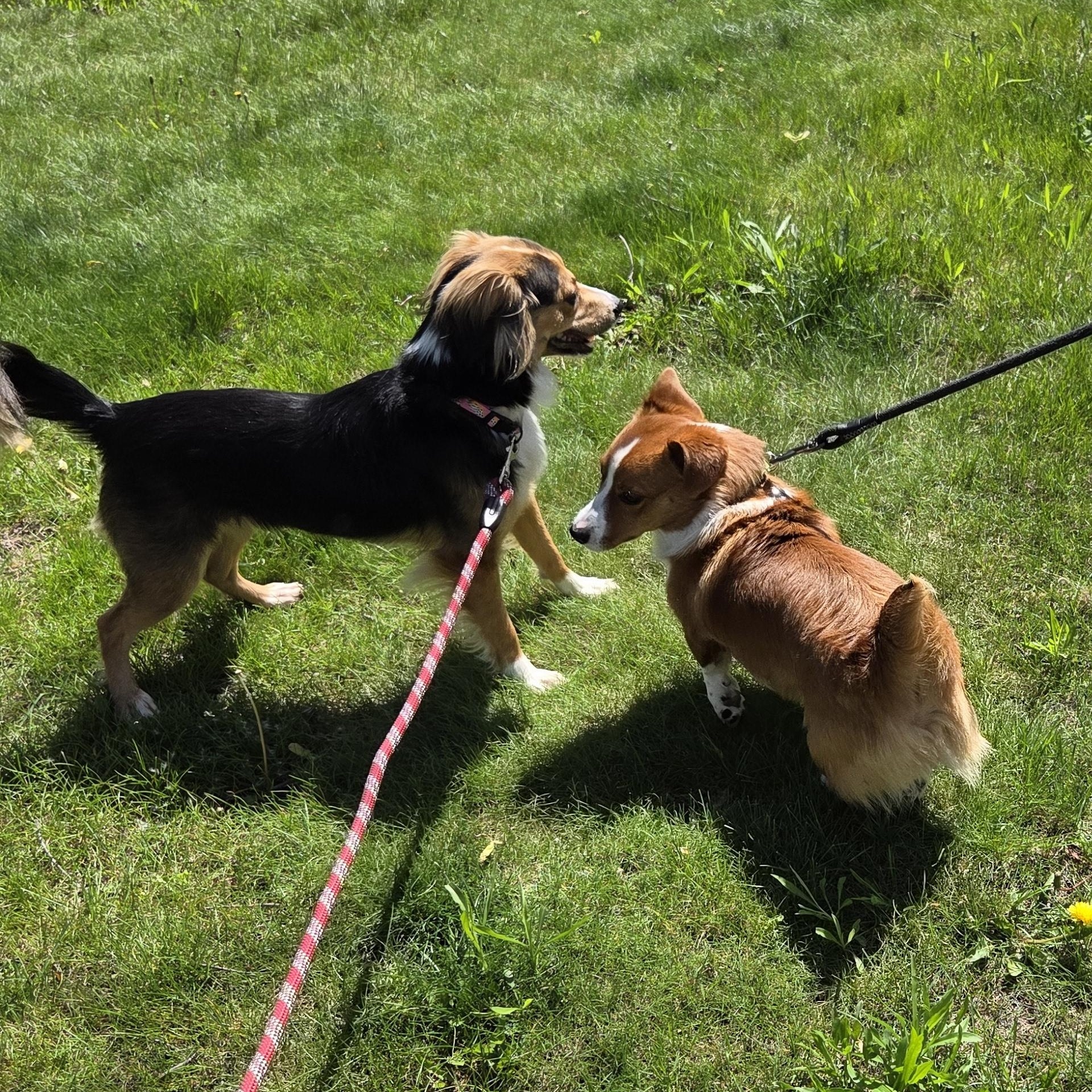 Claire (Bear), a Adopted mixed breed in Muncie, IN image 1/3