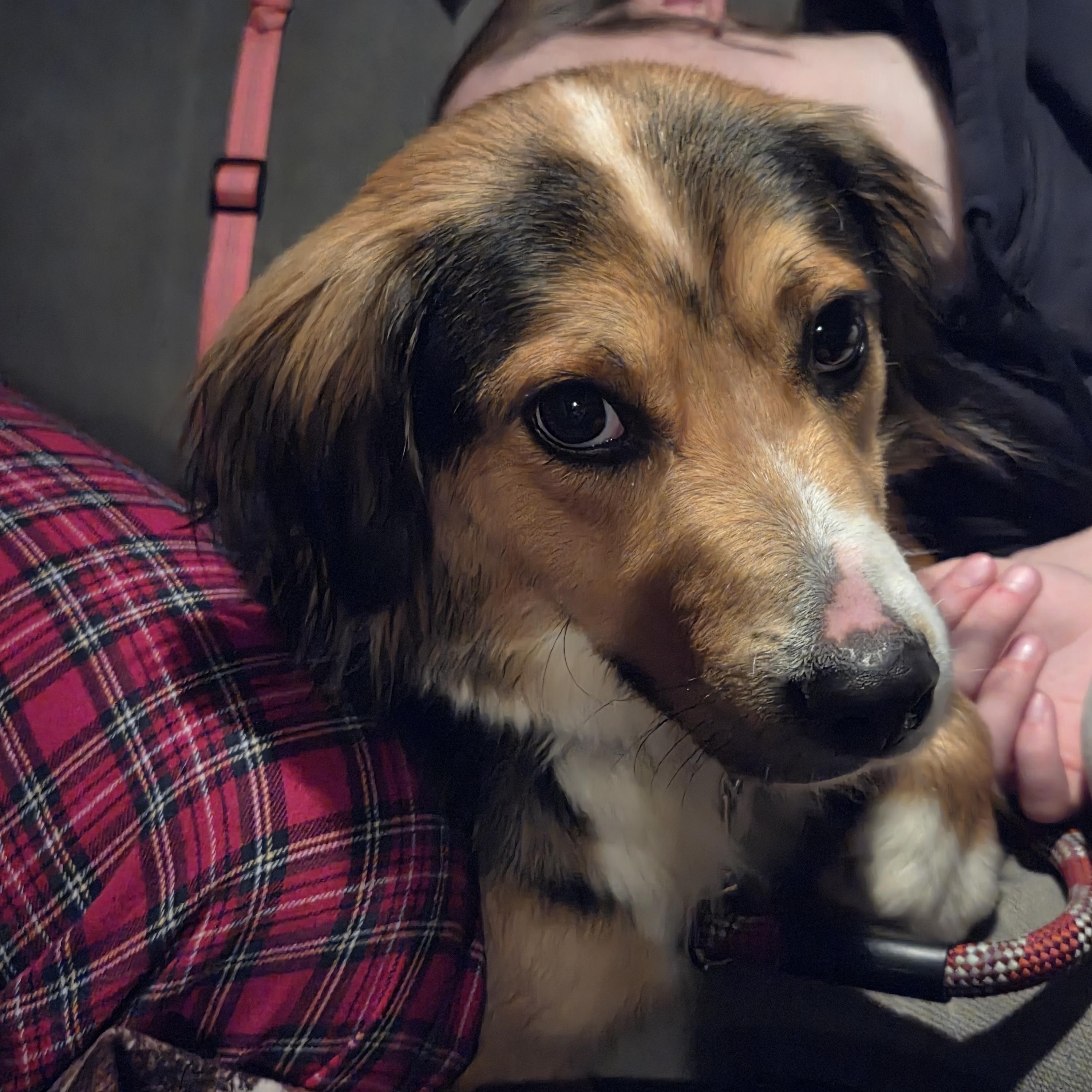 Claire (Bear), a Adopted mixed breed in Muncie, IN image 2/3