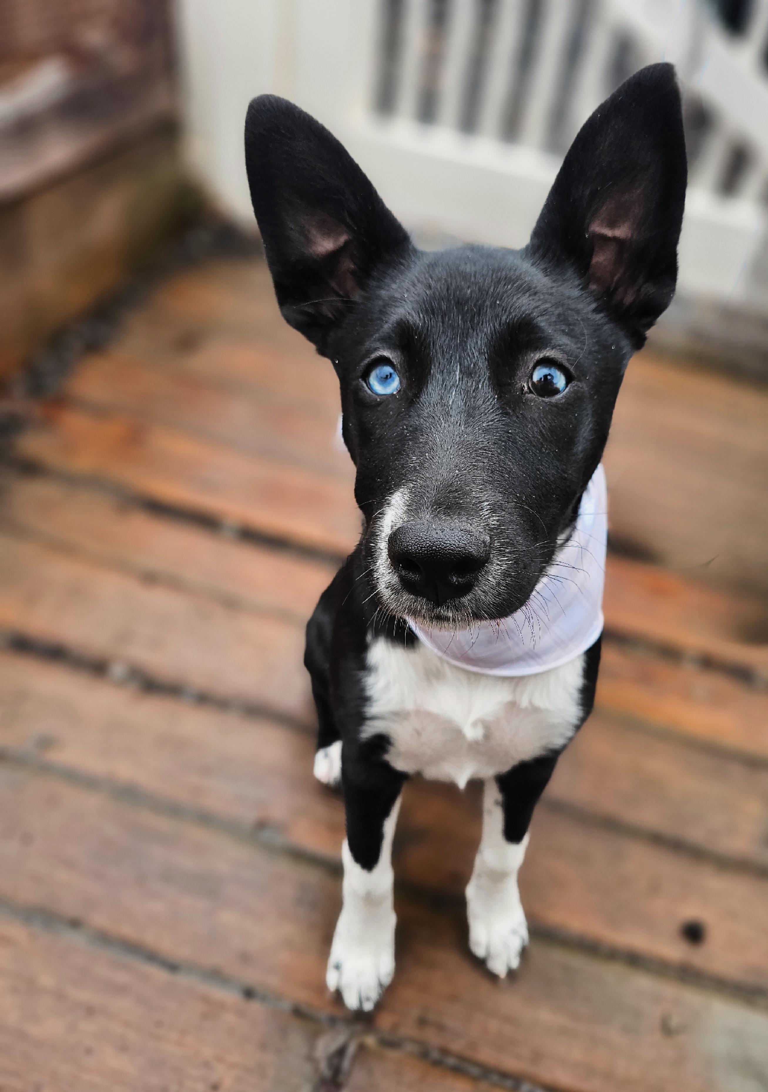 Blu, Adopted, Adult Female Australian Kelpie & Basenji.