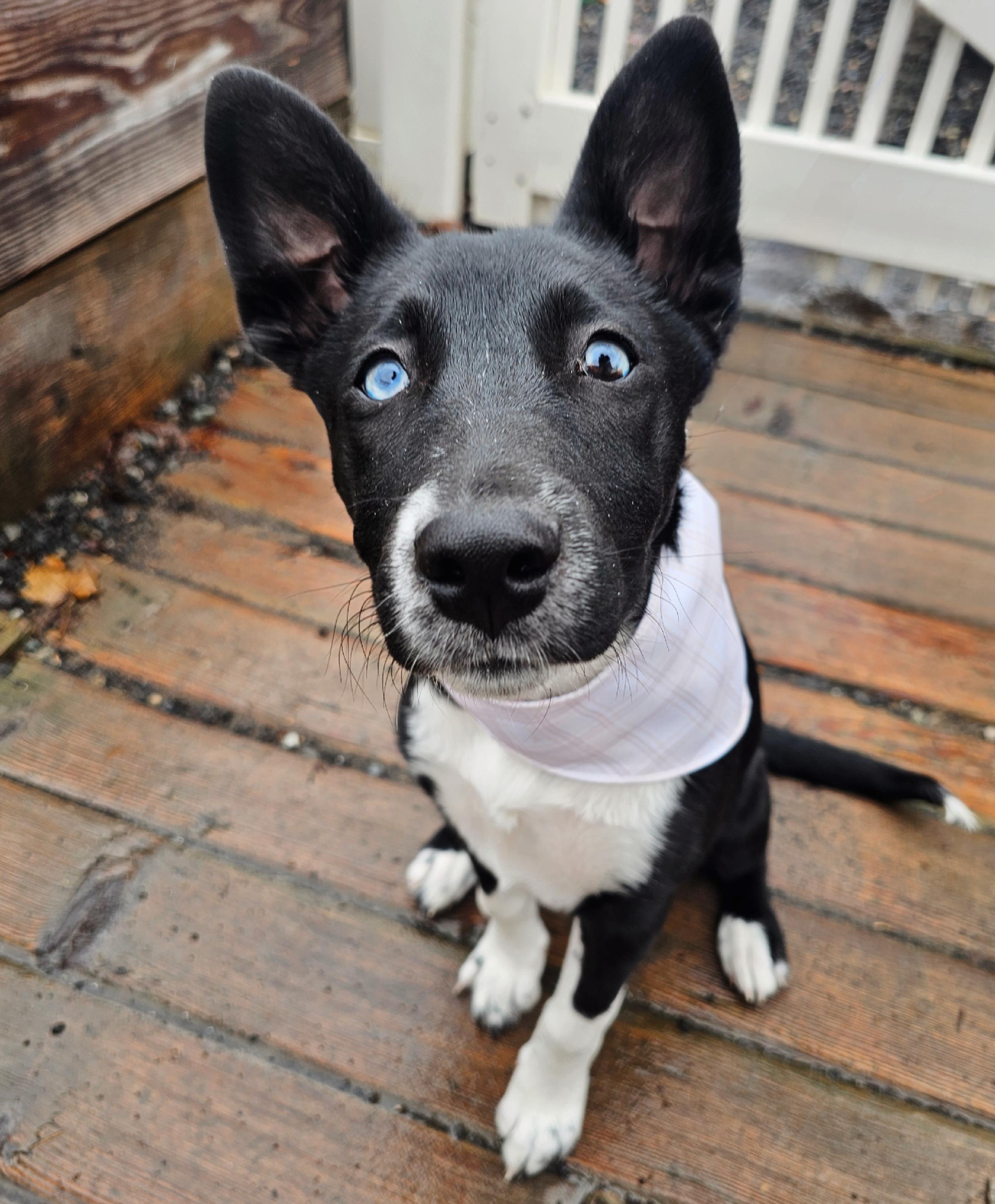 Enlarge Blu, a Adopted mixed breed in Twin Falls, ID image 2/5