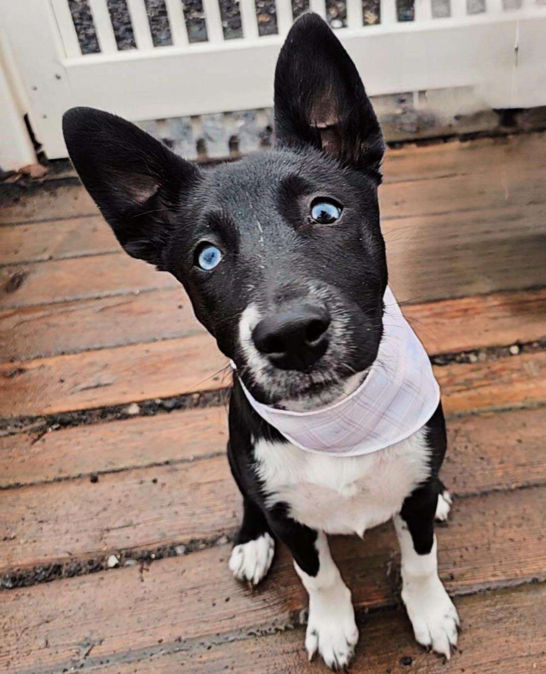 Enlarge Blu, a Adopted mixed breed in Twin Falls, ID image 3/5