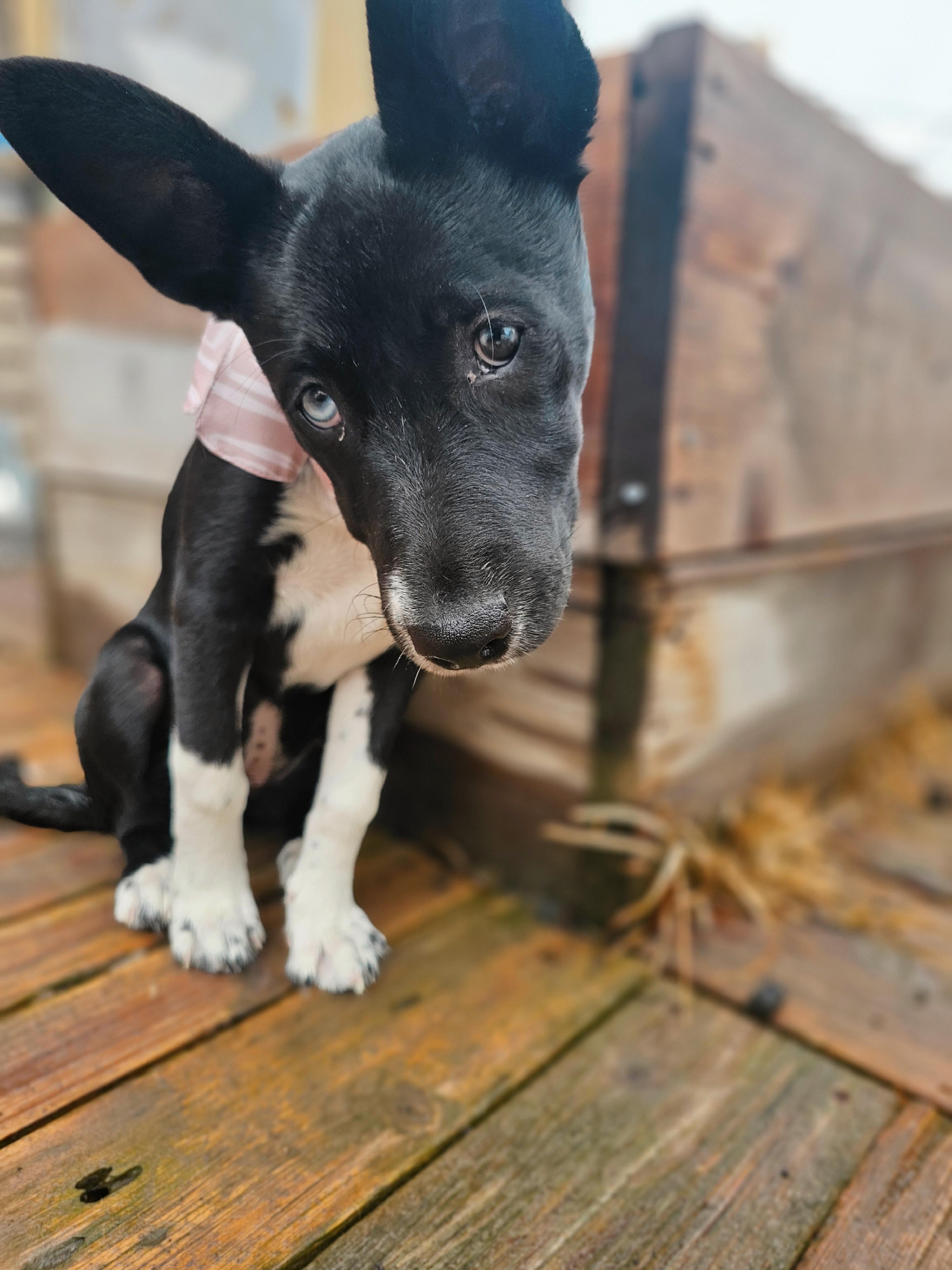 Enlarge Blu, a Adopted mixed breed in Twin Falls, ID image 4/5