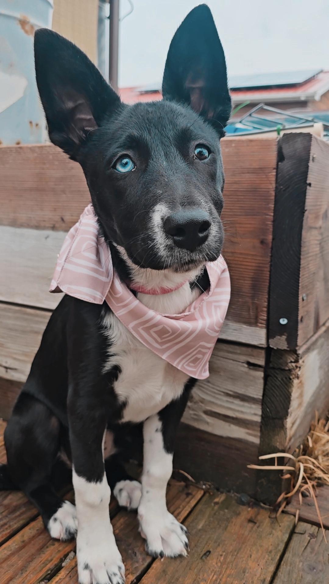 Enlarge Blu, a Adopted mixed breed in Twin Falls, ID image 5/5