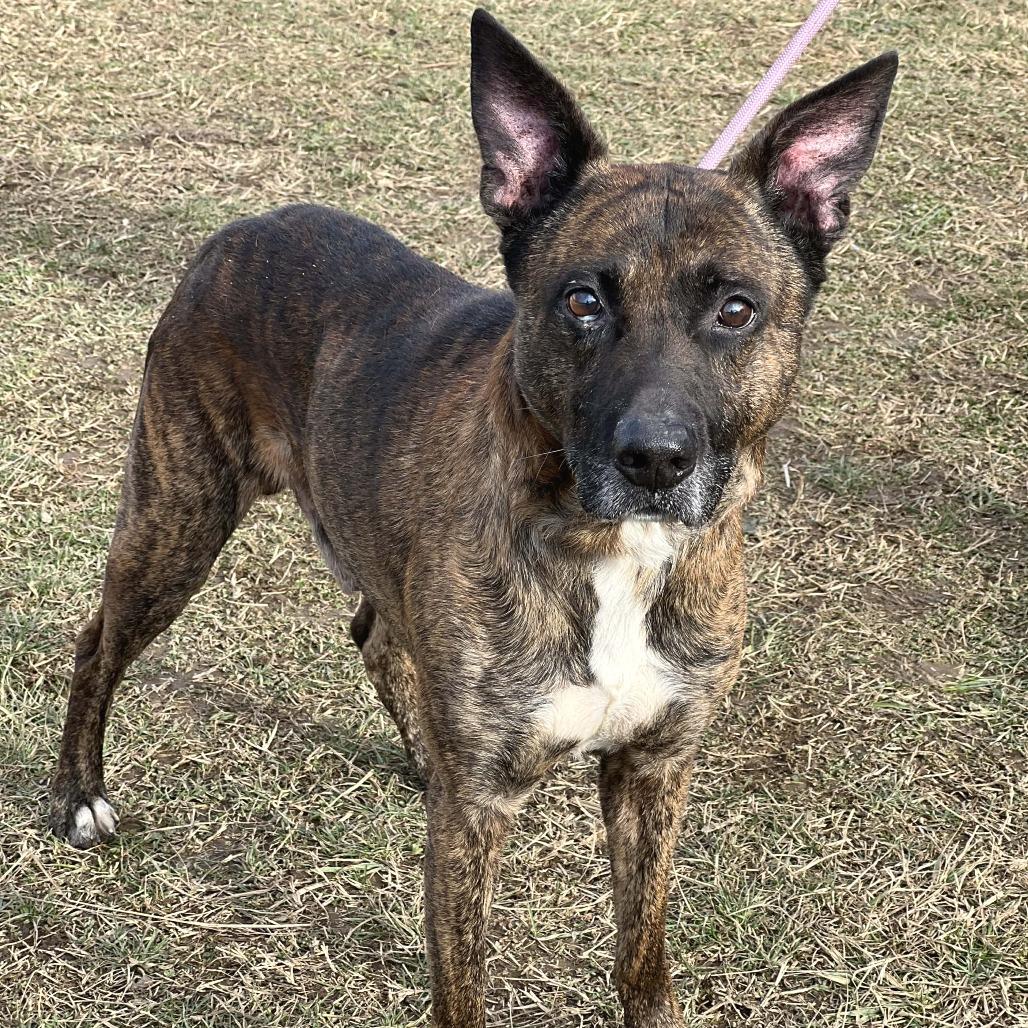 Enlarge Tiny Tim, a Adoptable Mixed Breed in Huntington, WV image 1/6