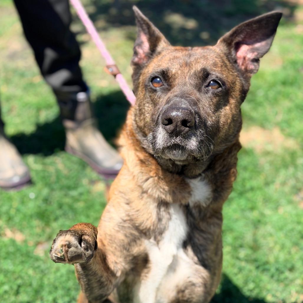 Enlarge Tiny Tim, a Adoptable Mixed Breed in Huntington, WV image 2/6