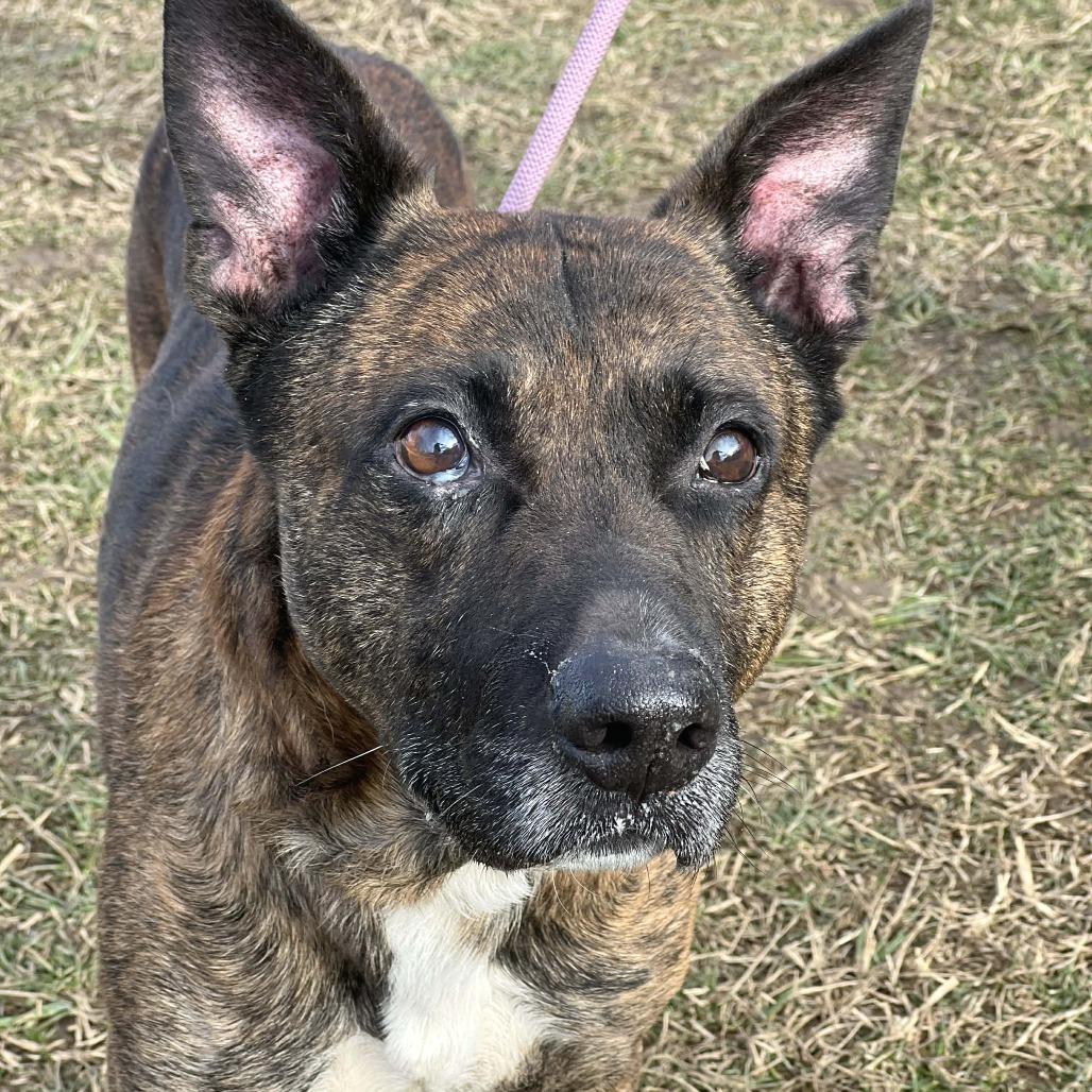 Enlarge Tiny Tim, a Adoptable Mixed Breed in Huntington, WV image 3/6