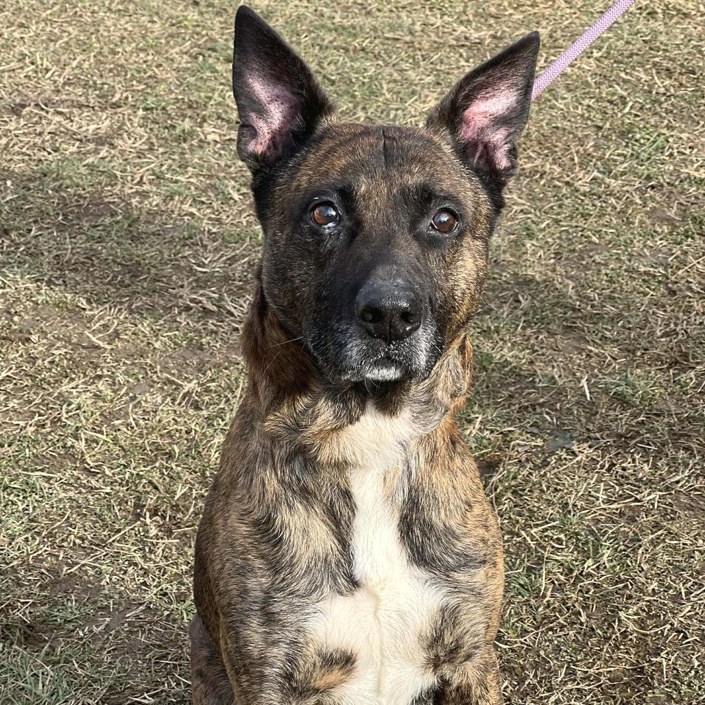 Enlarge Tiny Tim, a Adoptable Mixed Breed in Huntington, WV image 4/6