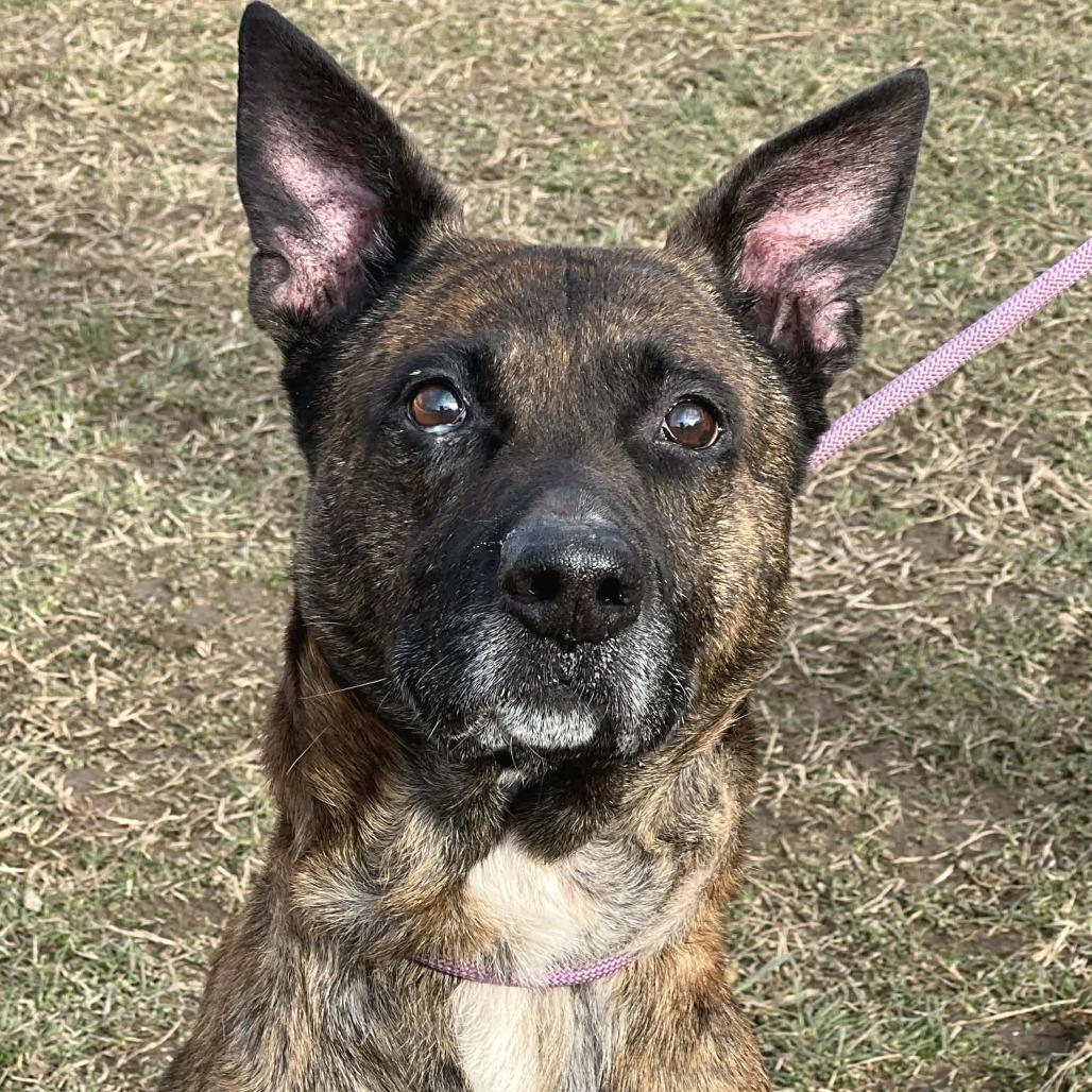 Enlarge Tiny Tim, a Adoptable Mixed Breed in Huntington, WV image 5/6