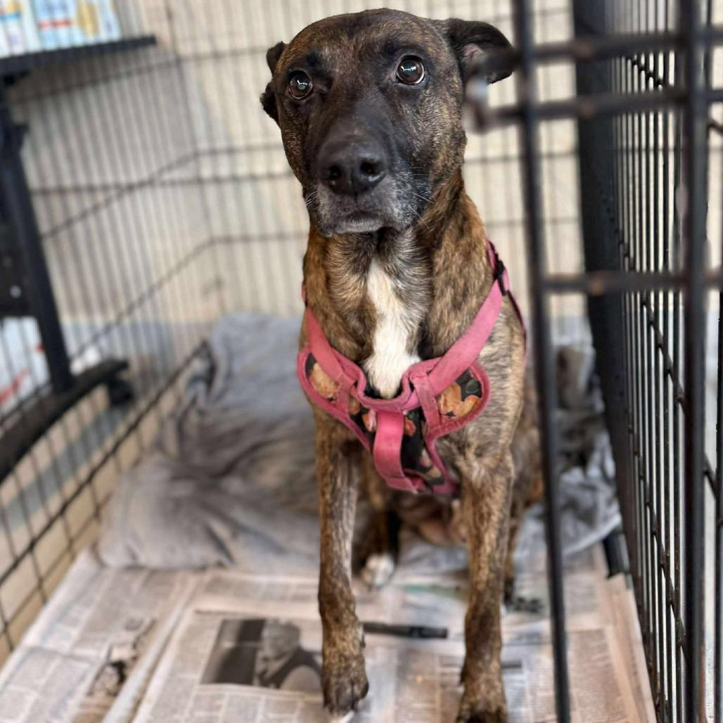 Enlarge Tiny Tim, a Adoptable Mixed Breed in Huntington, WV image 6/6