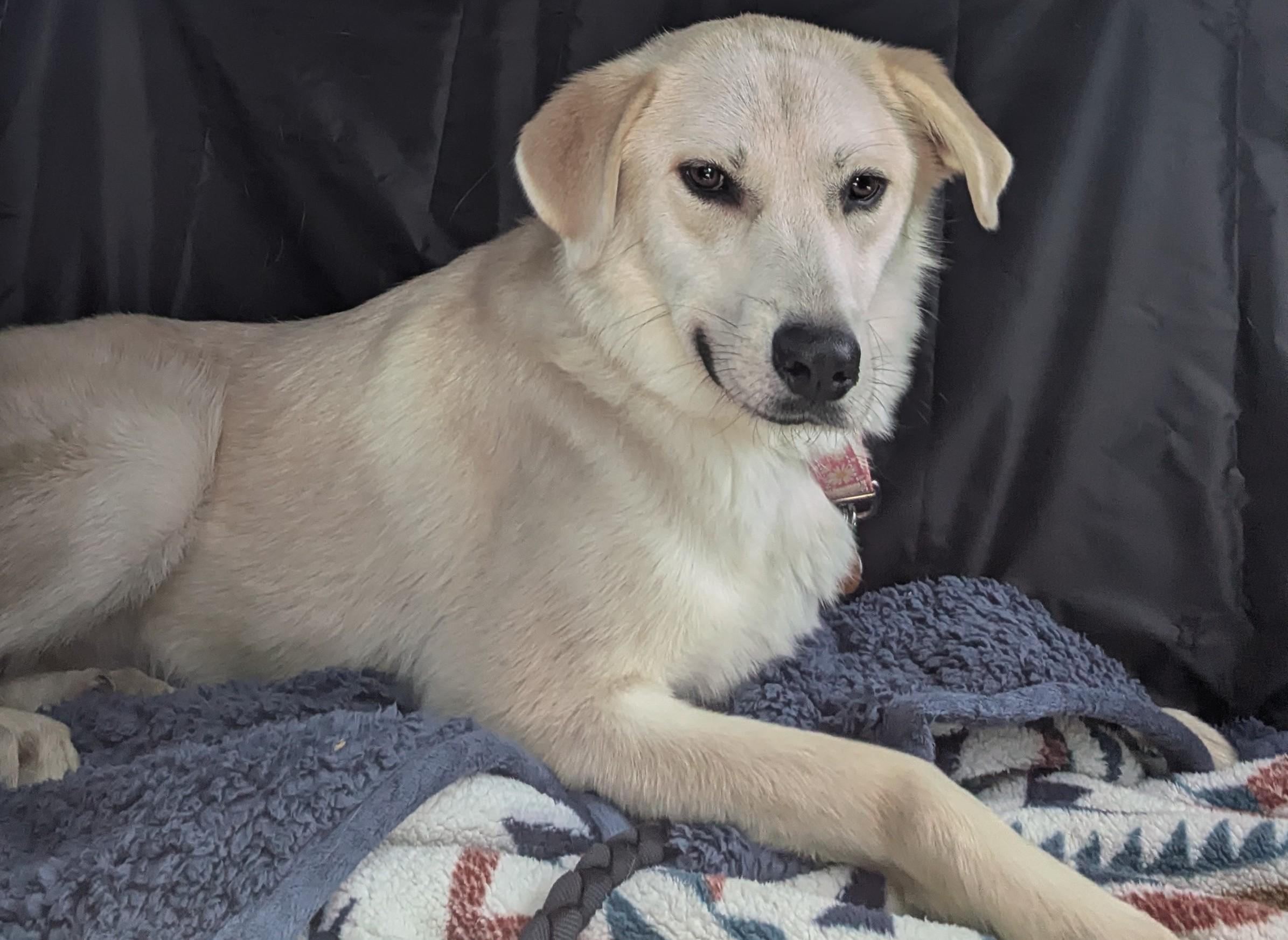 Dory (Dorito), a ADOPTABLE mixed breed in Chattanooga, TN image 2/3