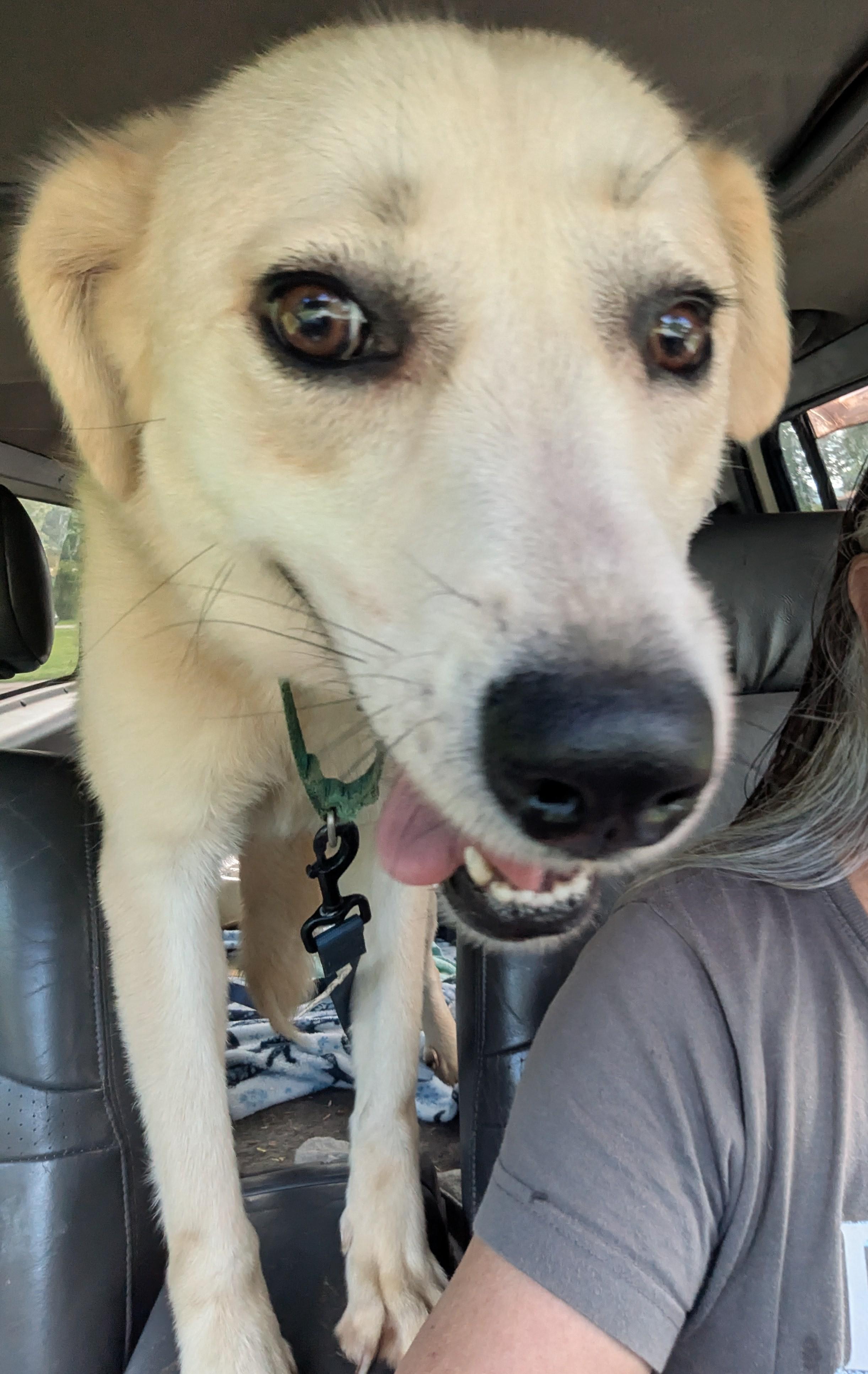 Dory (Dorito), a ADOPTABLE mixed breed in Chattanooga, TN image 3/3