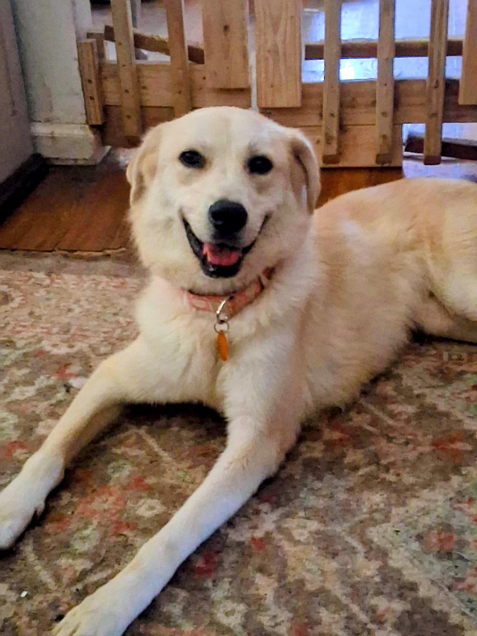 Dory (Dorito), ADOPTABLE, Young Female Labrador Retriever & Great Pyrenees.