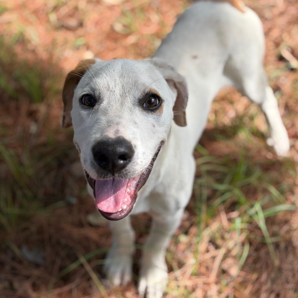 Pongo, Adoptable, Young Male Mixed Breed.