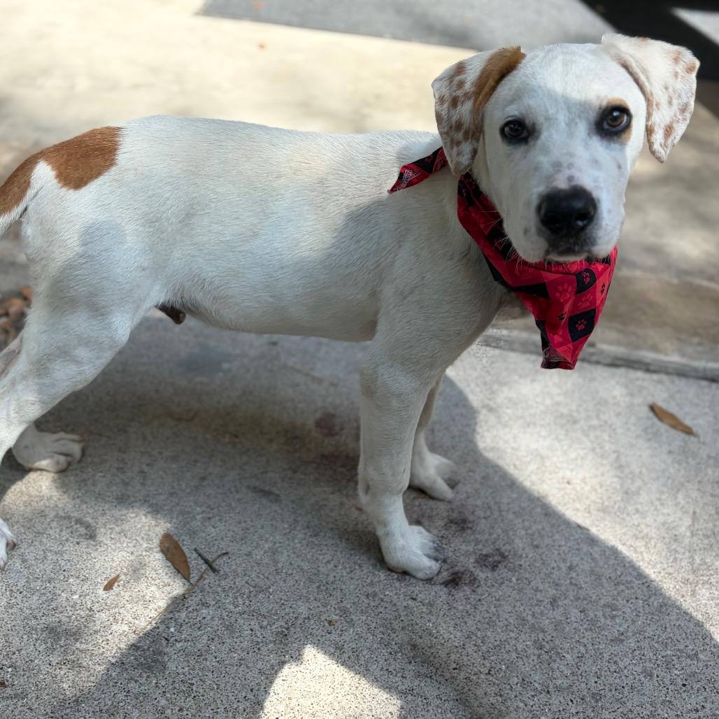 Enlarge Pongo, a Adoptable Mixed Breed in Lufkin, TX image 2/6