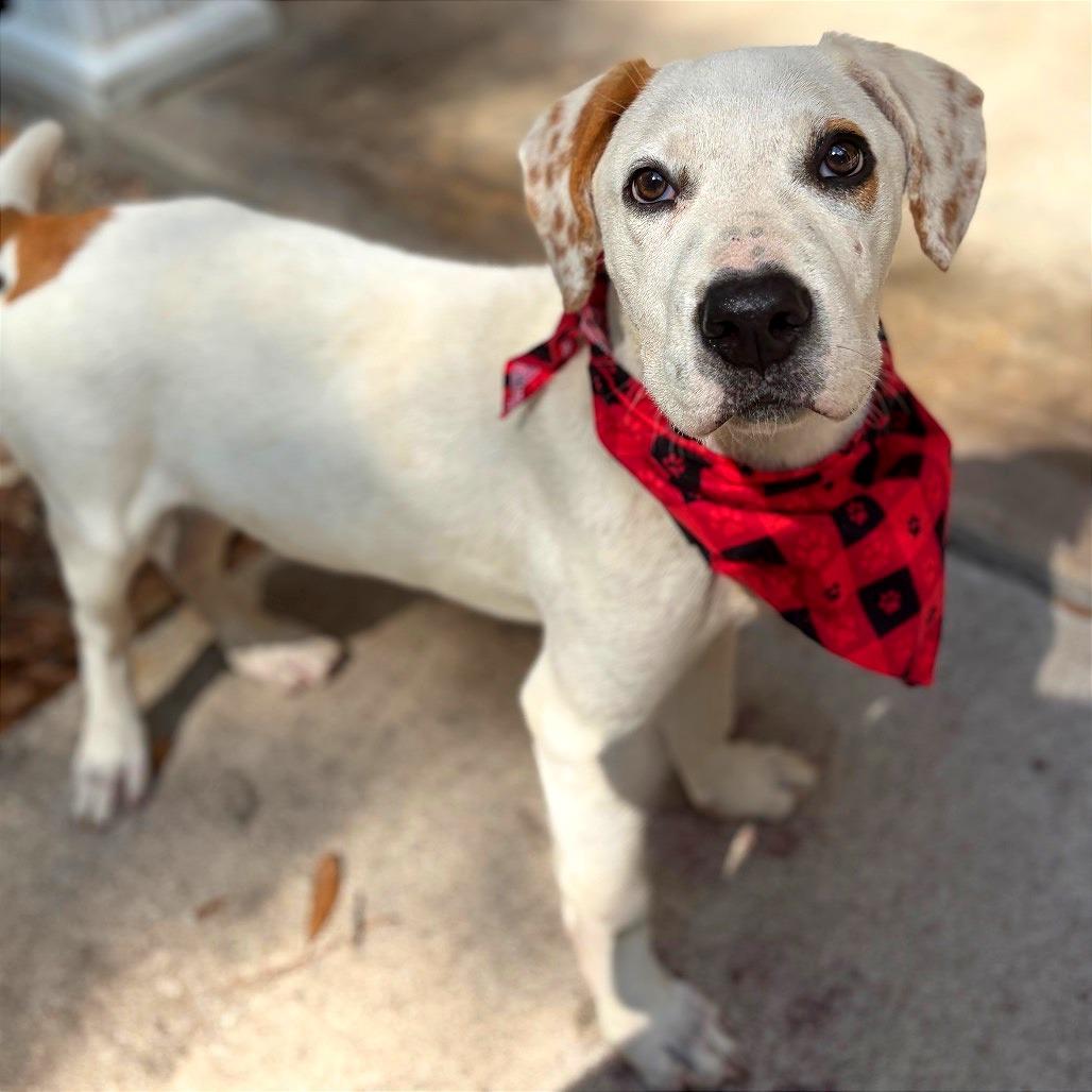 Enlarge Pongo, a Adoptable Mixed Breed in Lufkin, TX image 3/6