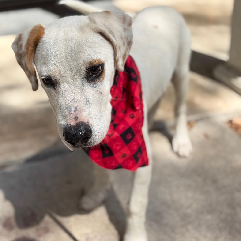 Enlarge Pongo, a Adoptable Mixed Breed in Lufkin, TX image 4/6