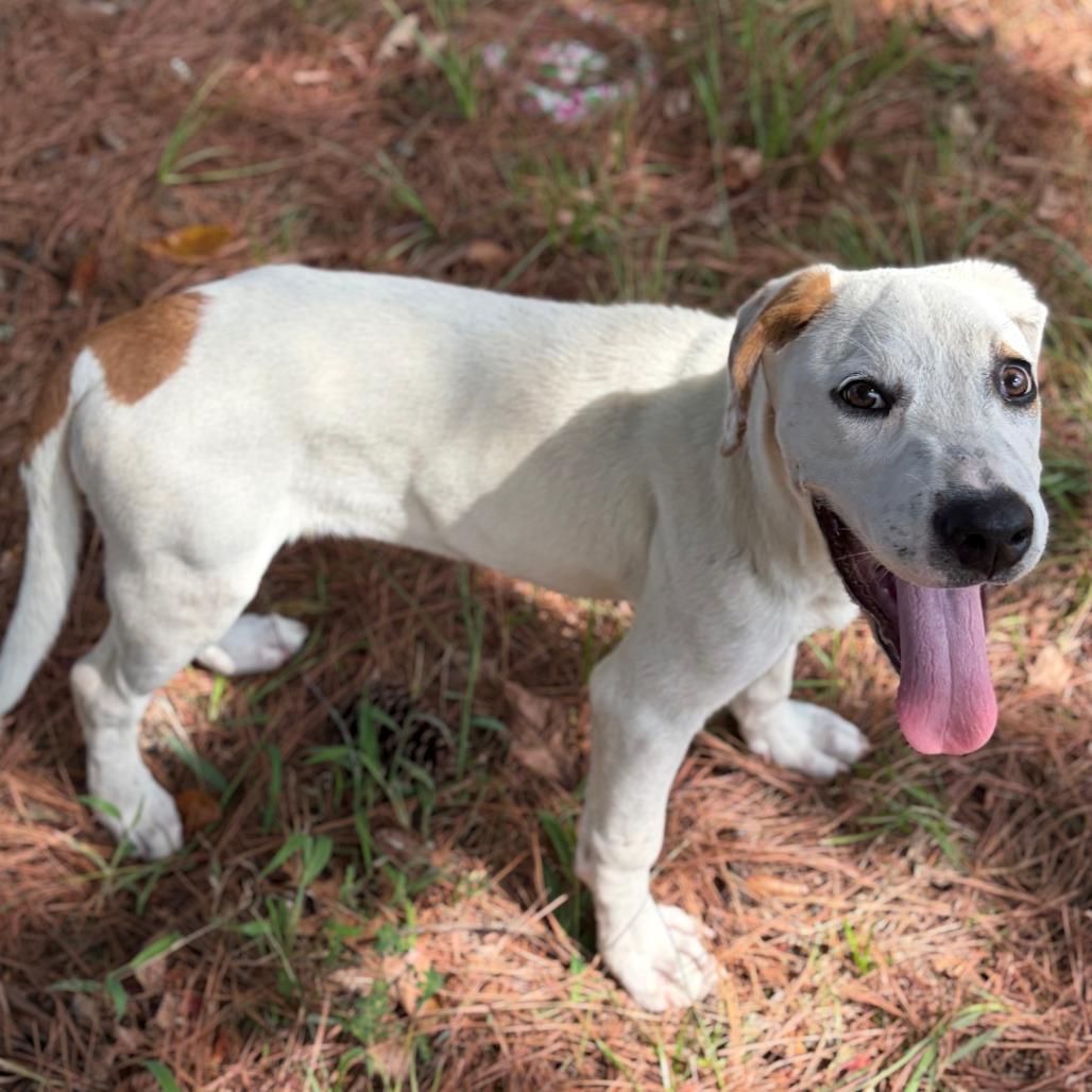 Enlarge Pongo, a Adoptable Mixed Breed in Lufkin, TX image 5/6