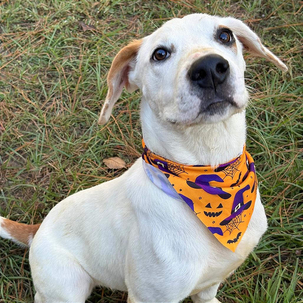 Enlarge Pongo, a Adoptable Mixed Breed in Lufkin, TX image 6/6