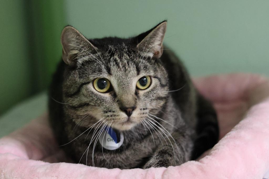 Chai, Adoptable, Kitten Male Domestic Short Hair.