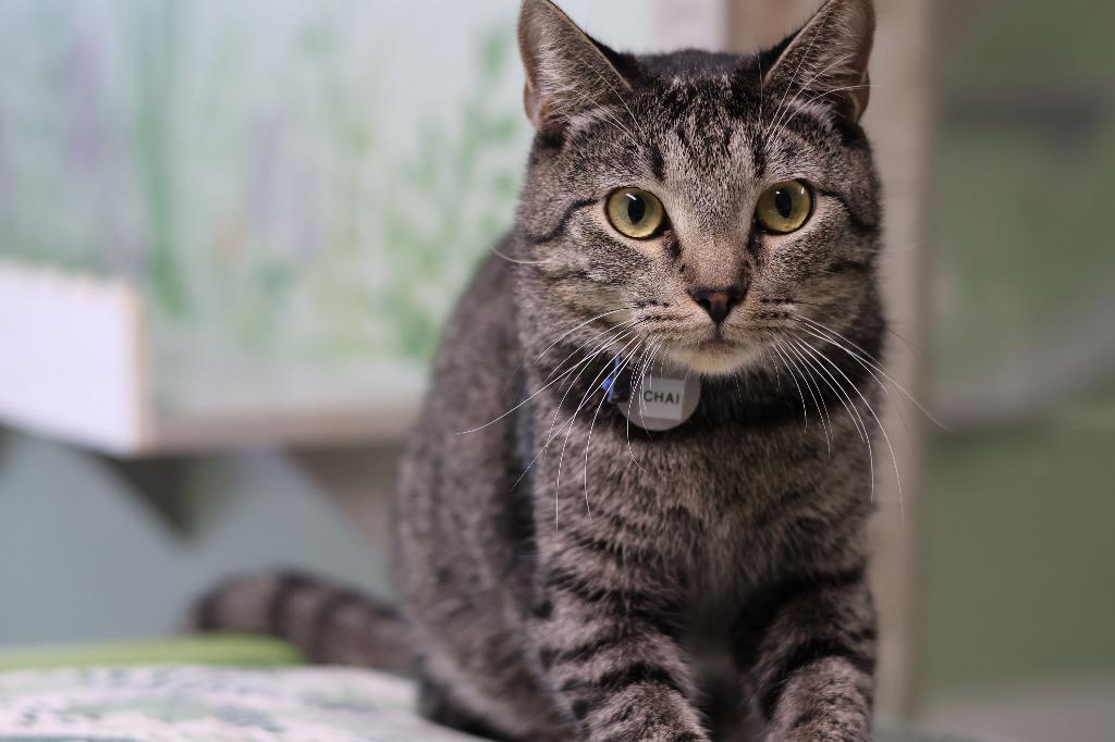 Enlarge Chai, a Adoptable mixed breed in Hot Springs, AR image 3/5