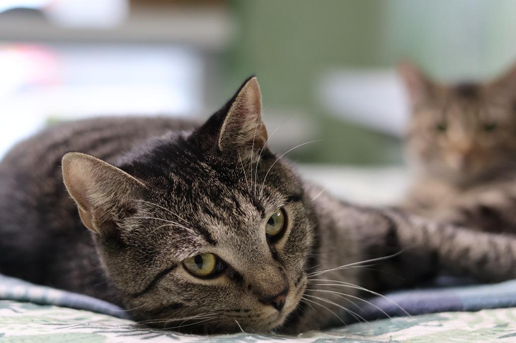 Enlarge Chai, a Adoptable mixed breed in Hot Springs, AR image 4/5