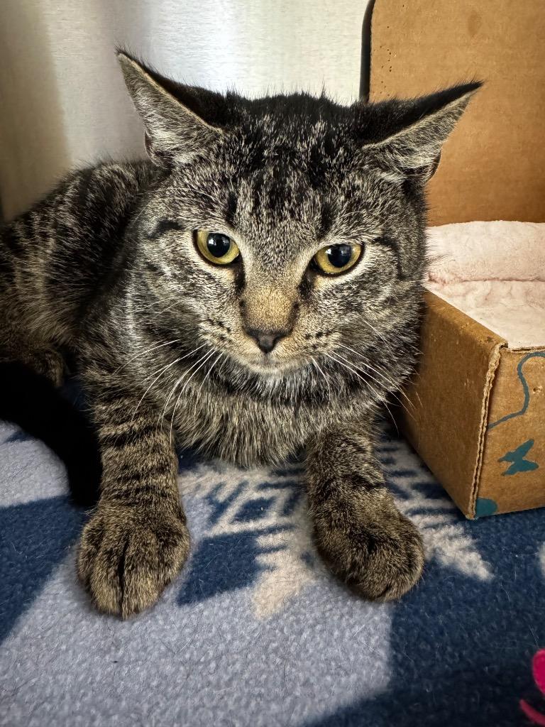 Enlarge Chai, a Adoptable mixed breed in Hot Springs, AR image 1/1