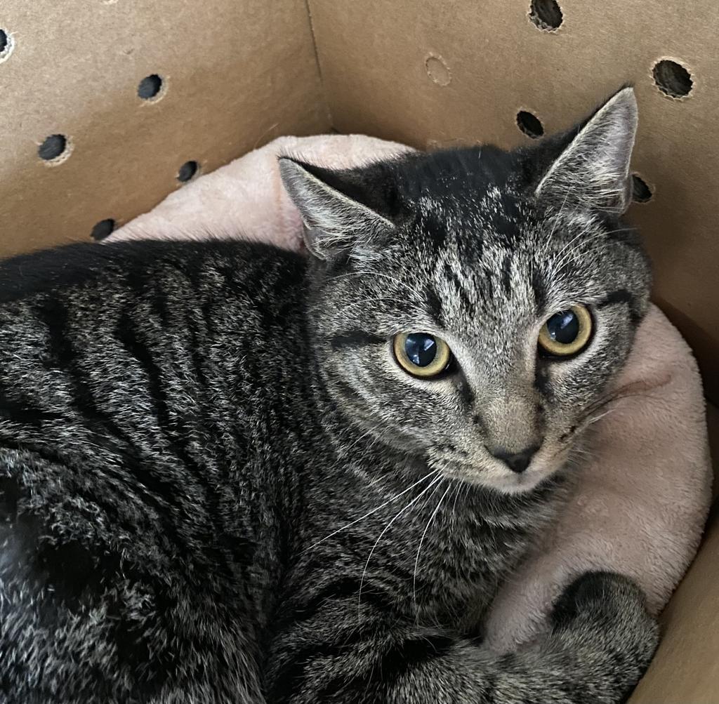 Enlarge Chai, a Adoptable mixed breed in Hot Springs, AR image 2/2