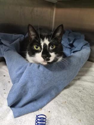 88439a Mama Moo, Adoptable, Adult Female Domestic Short Hair & Domestic Short Hair.