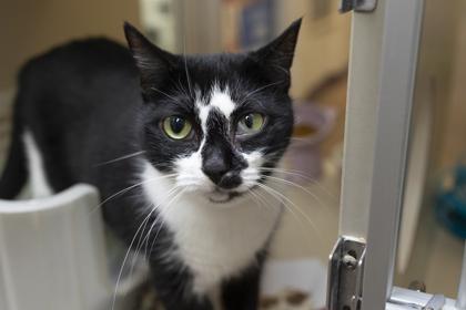 88439a Mama Moo, Adoptable, Adult Female Domestic Short Hair & Domestic Short Hair.