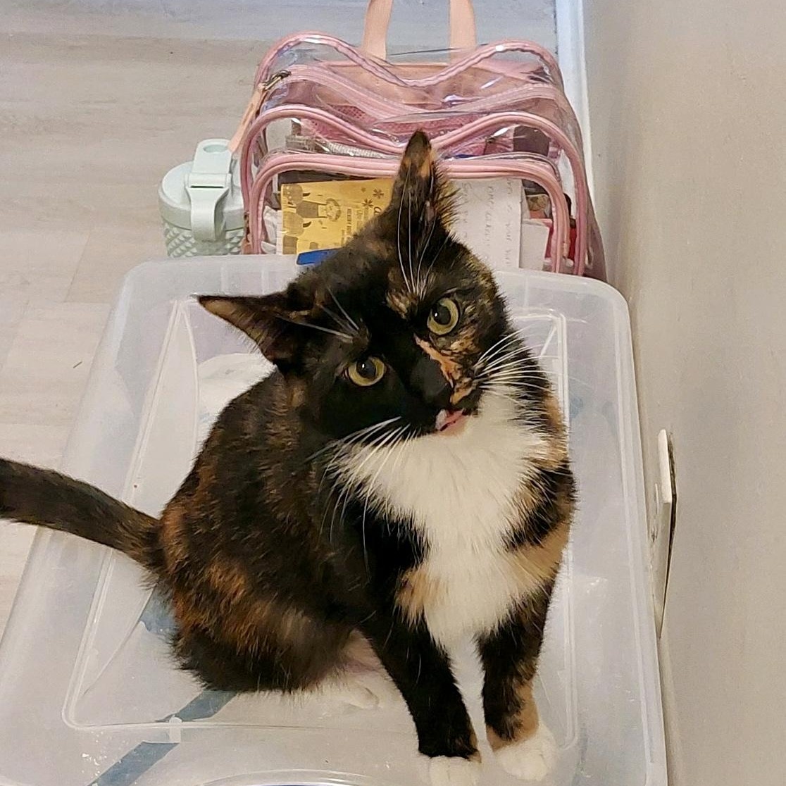 Enlarge Scarface, a Adoptable Calico in Memphis, TN image 1/1