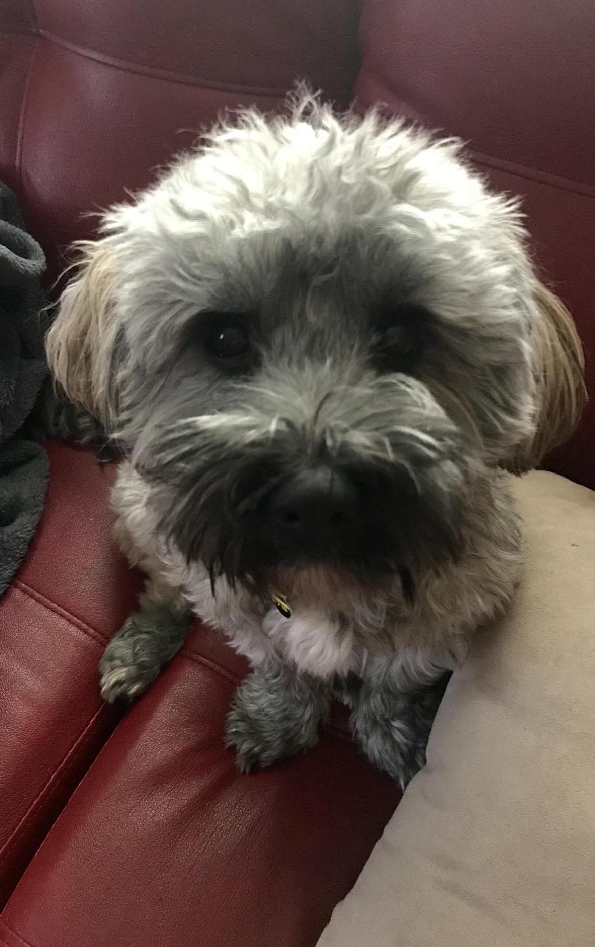 Enlarge Jax in NC, a Adopted Havanese in Cumming, GA image 1/3