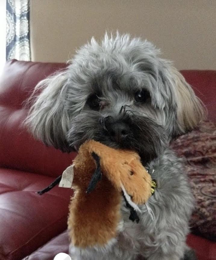 Enlarge Jax in NC, a Adopted Havanese in Cumming, GA image 2/3