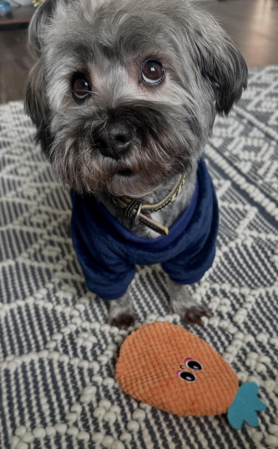 Enlarge Jax in NC, a Adopted Havanese in Cumming, GA image 3/3