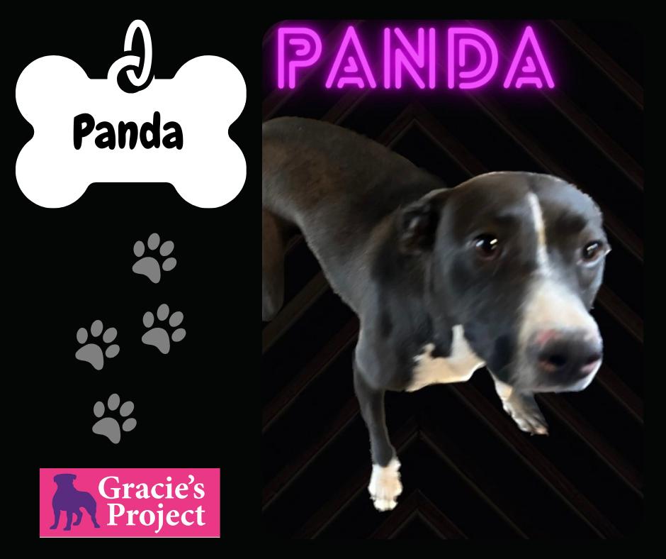 Panda, an adoptable Mixed Breed in Indianapolis, IN_image-1