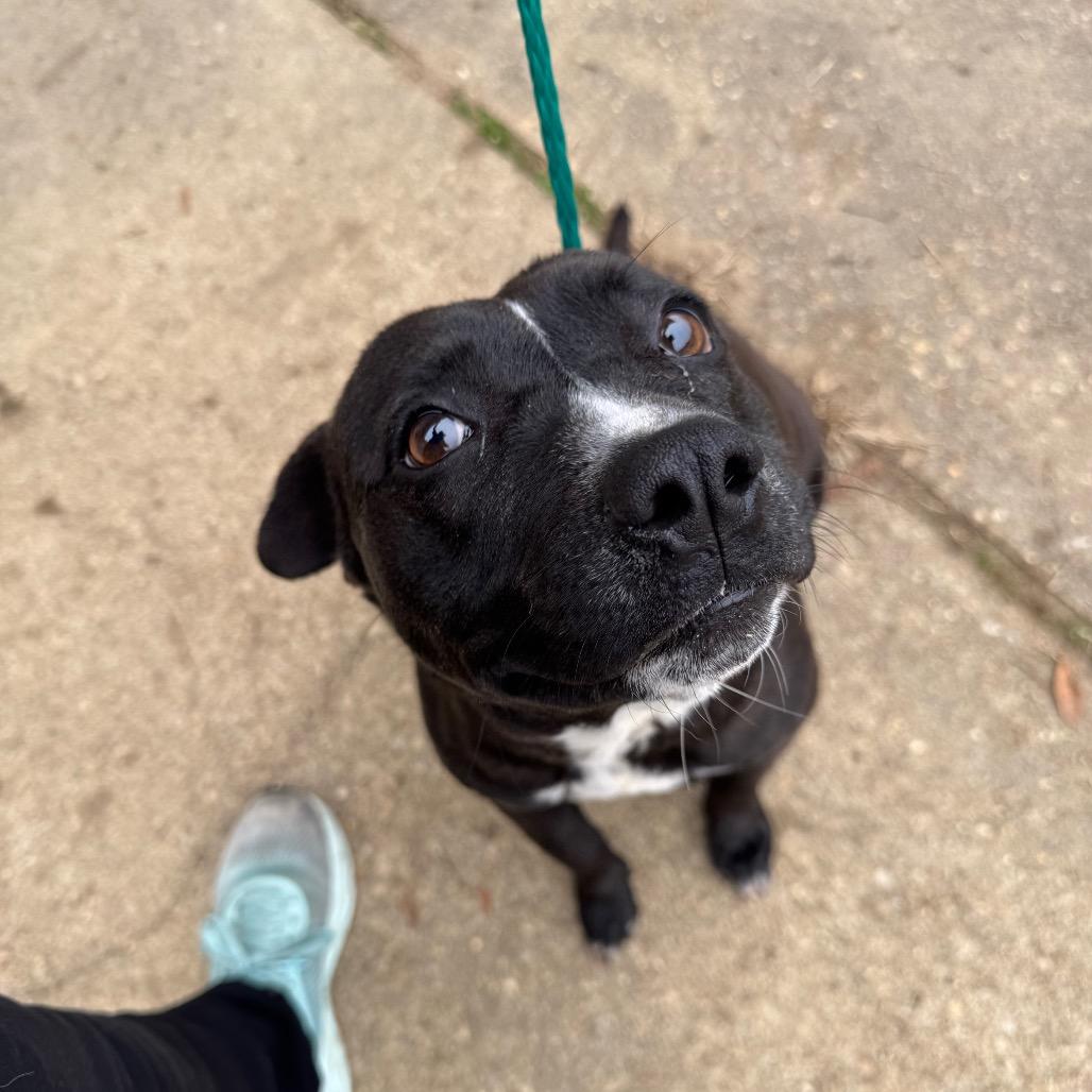 Enlarge Willow, a Adoptable mixed breed in Montgomery, AL image 1/3