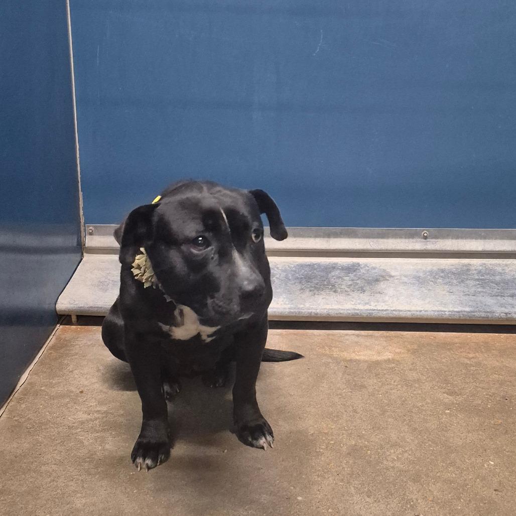 Enlarge Willow, a Adoptable mixed breed in Montgomery, AL image 3/3