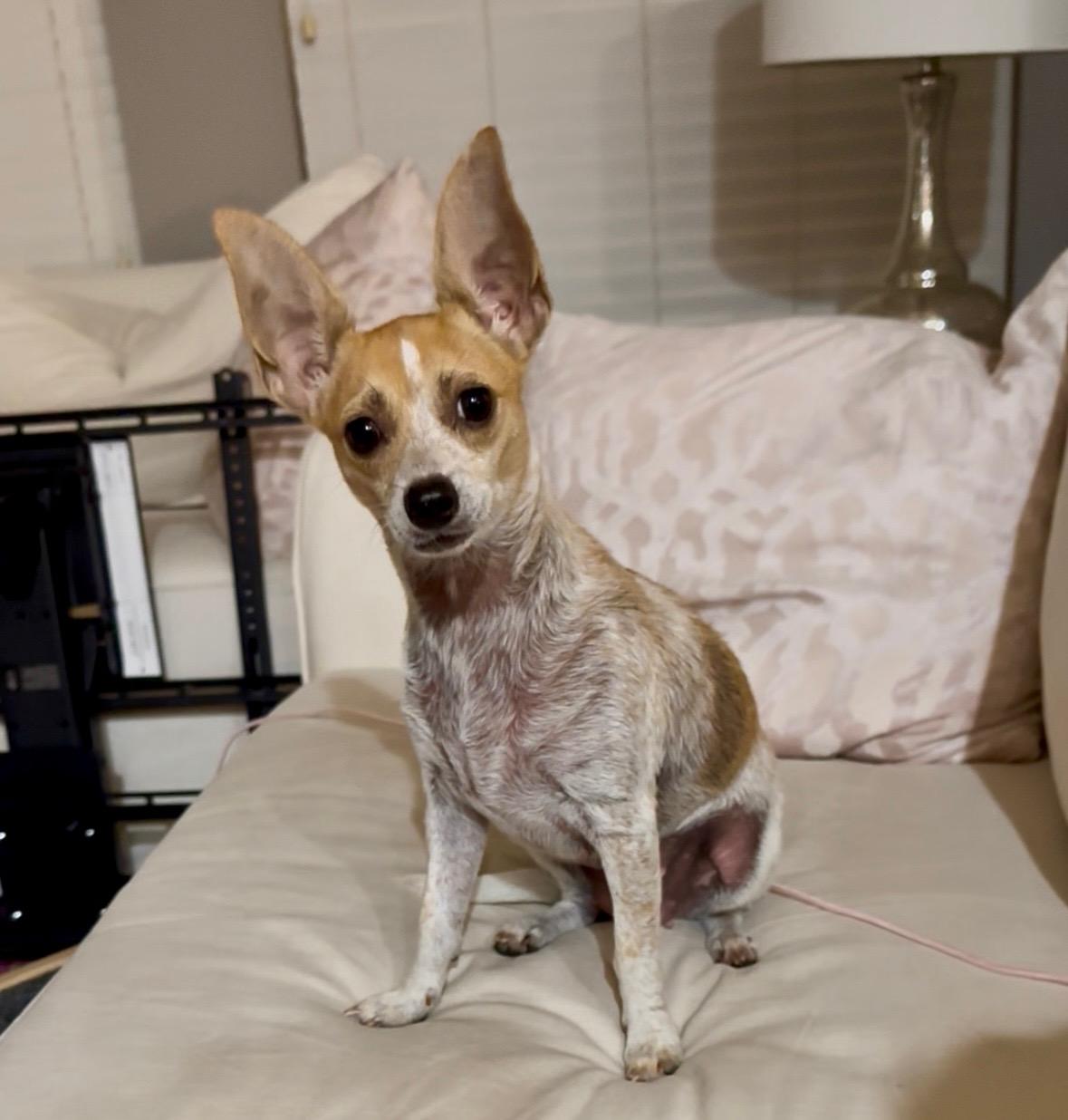 Bunny, Adoptable, Adult Female Jack Russell Terrier & Chihuahua.