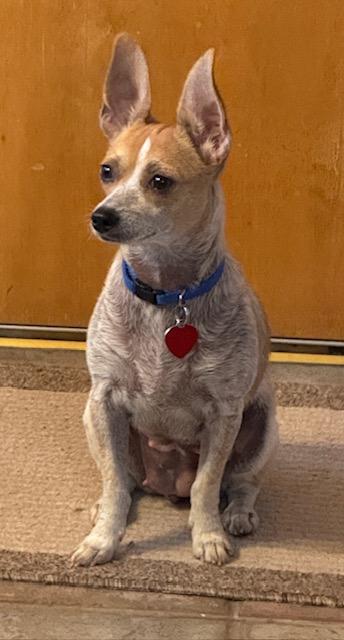 Enlarge Bunny, a Adoptable mixed breed in Dallas, TX image 2/3