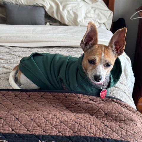 Enlarge Bunny, a Adoptable mixed breed in Dallas, TX image 2/3